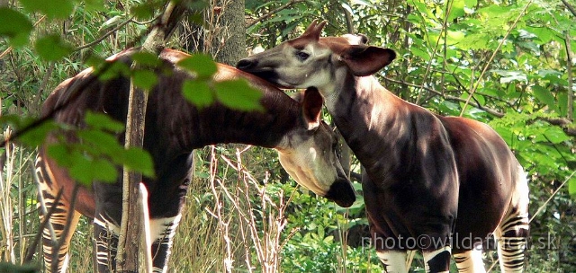 okapi 01.jpg - Okapi pair in very realistic enclosure.